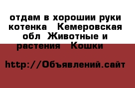 отдам в хорошии руки котенка - Кемеровская обл. Животные и растения » Кошки   